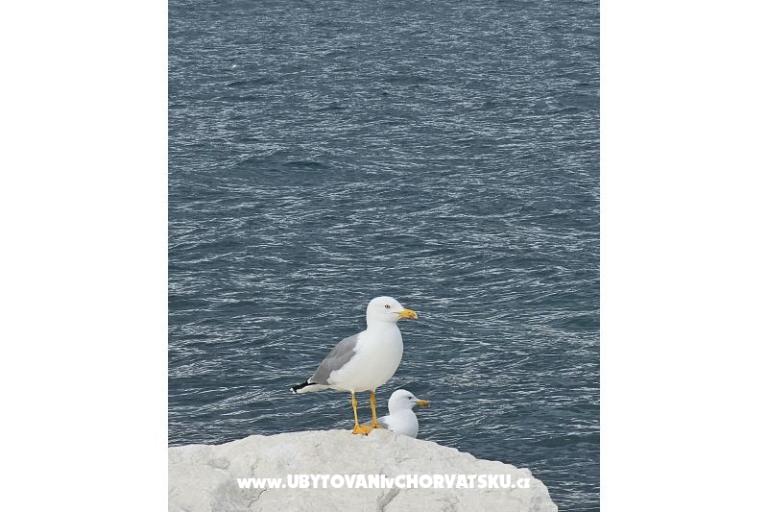 Apartmány Tanja – foto 11