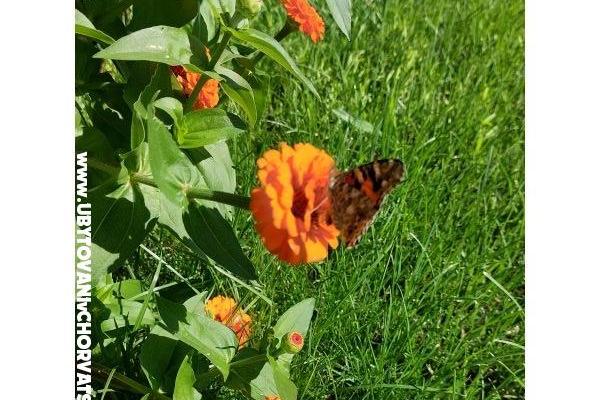 Apartmány Vesna - Dom Covic – foto 7