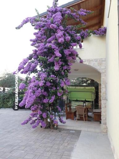 Apartmány  Vesna  – foto 9